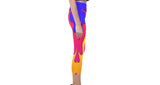 blueflame Capri Legging